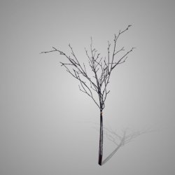 Beech Twig Natural M 75 cm