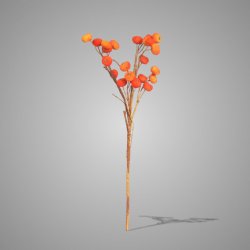Rosehip Orange 85 cm