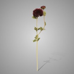 Dahlia Claret 80 cm