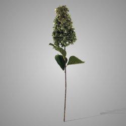 Hydrangea Paniculata Green 90 cm
