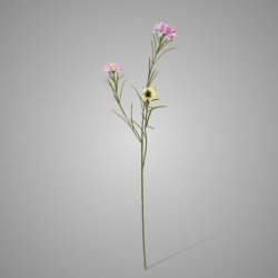 Centaurea spray lavender 68cm