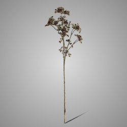 Sedum Wild with Berry Brown 55 cm