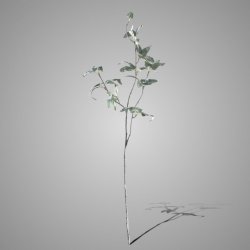 Perovskia Leaf Silver Grey 90cm