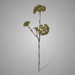 Sedum Spray Green  85 Cm