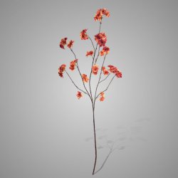 Prunus Sakura Grande Orange 130 cm