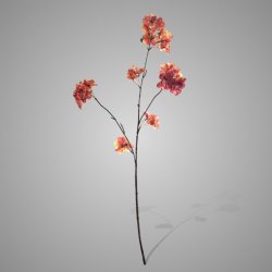 Prunus Sakura Orange 80 cm