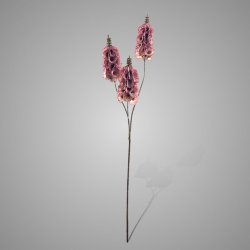 Molusella Ant. Pink  70 cm