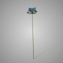 Agapanthus Dark Blue 75 cm