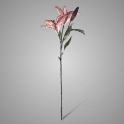 Lilium Dark Pink 90 cm