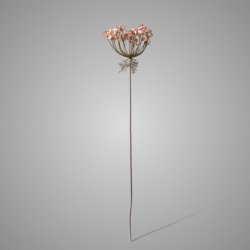 Anethum Ant. Pink 80 cm