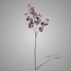 Prunus Sakura Light Purple 100 cm