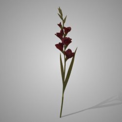 Gladiolus Bordeaux 95 cm