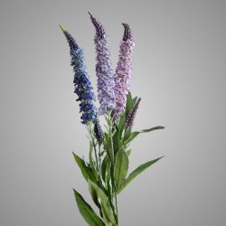 Veronica spray, 76 cm,  colour assorted: lavender, purple, l