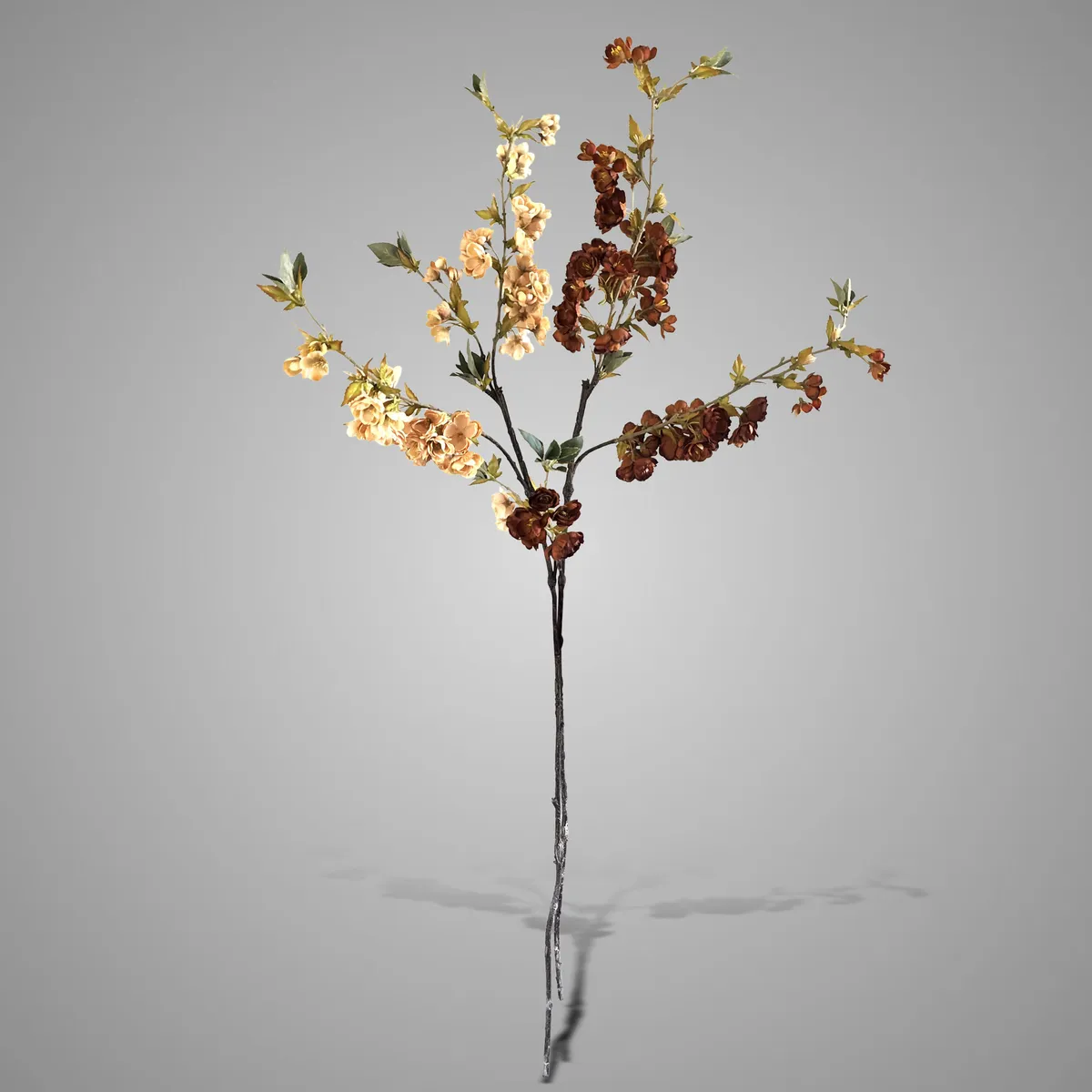 Sort. of 2 Prunus Sakura Autumn Range  M 90 cm