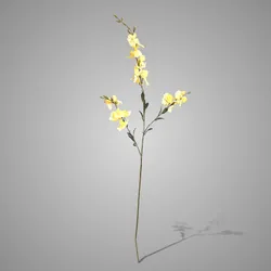 Lathyrus Yellow 92 cm