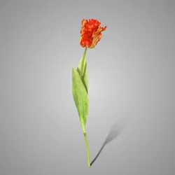 Parrot Tulip Exclusive Orange  70 cm