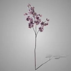 Prunus Sakura Light Purple 100 cm