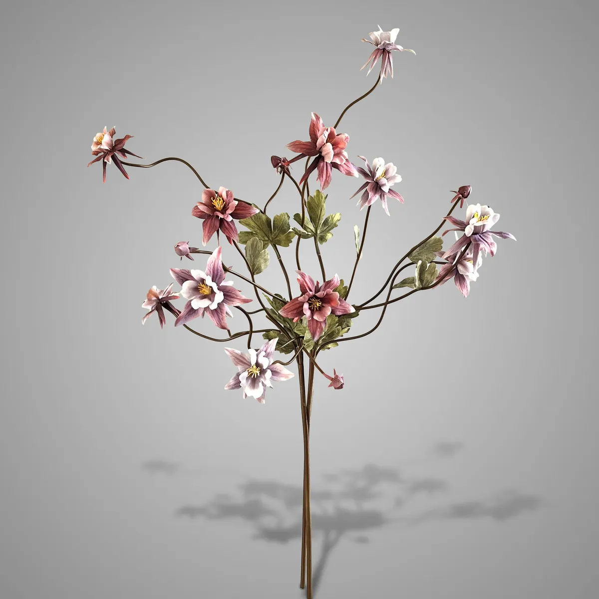 Sort. of 2 Aquilegia Purple Range 80 cm