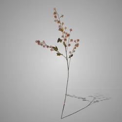 Virburnum Opulus Buds Off White 80 cm