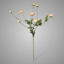 Multi Peony Grande Champagne 88 cm