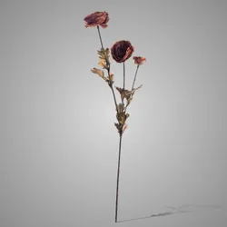 Ranunculus Grande Brown90 cm