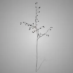 Wild Rose Bud Dark Red 145 cm