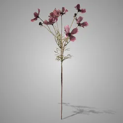 Cornus Kousa Aubergine 67 cm