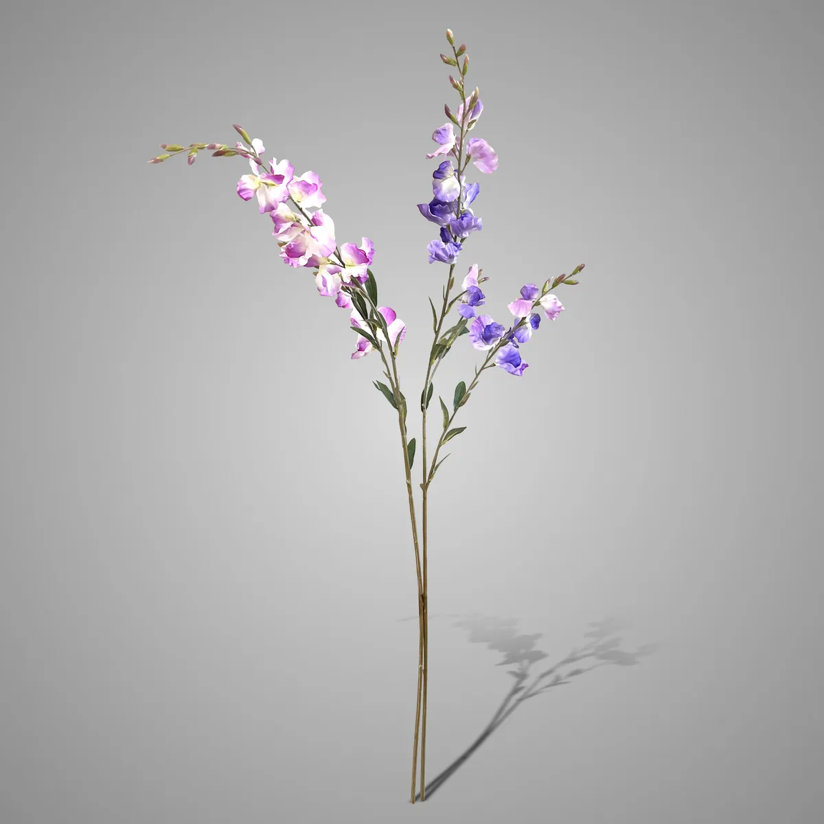 Sortment of Lathyrus Purple/Blue 92 cm