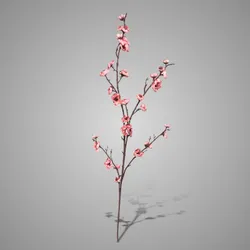 Chaenomeles Double Pink 100cm