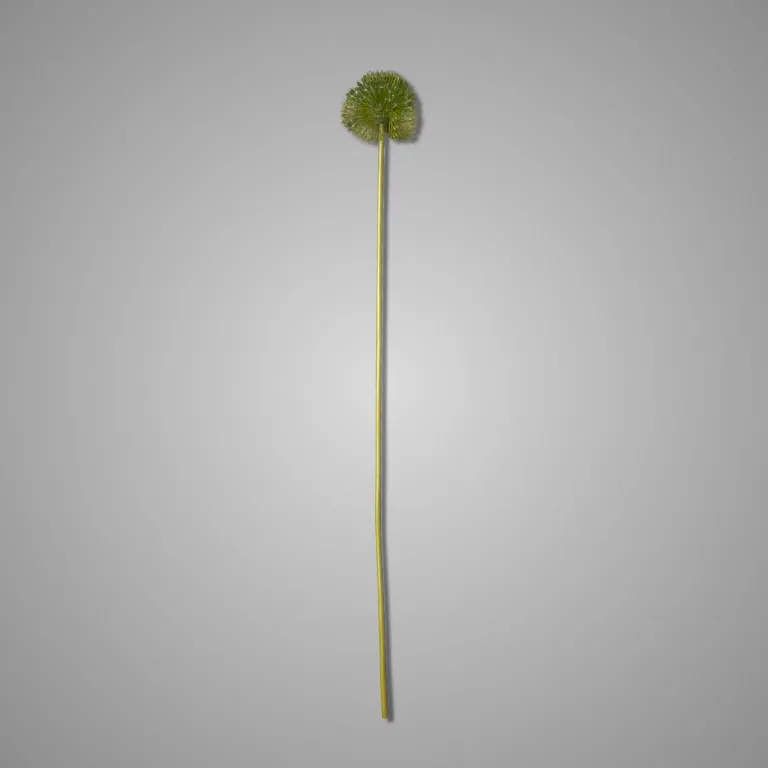 Allium Spring's Perfect Grande Green 75 cm