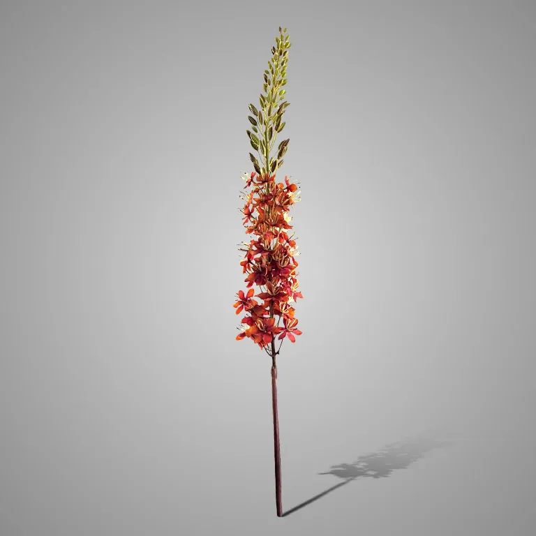 Eremurus Orange 110 cm