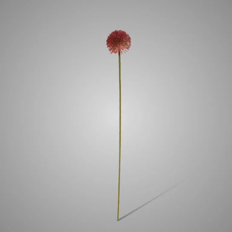 Allium Autumn Perfect Dark Pink  75 cm