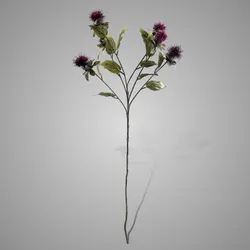 Thistle Burgundy 80 cm