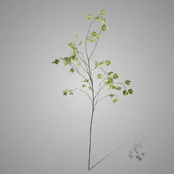 Silver Dollar Spray Lalu Green 138 cm