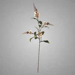 Physostegia Salmon 100 cm