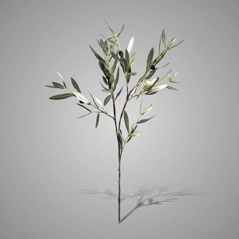 Olive Stem Frustcus Green  80 cm