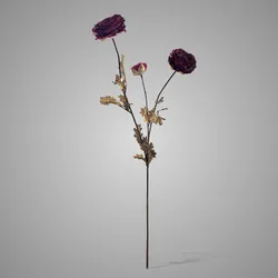 Ranunculus Grande Burgundy 90 cm
