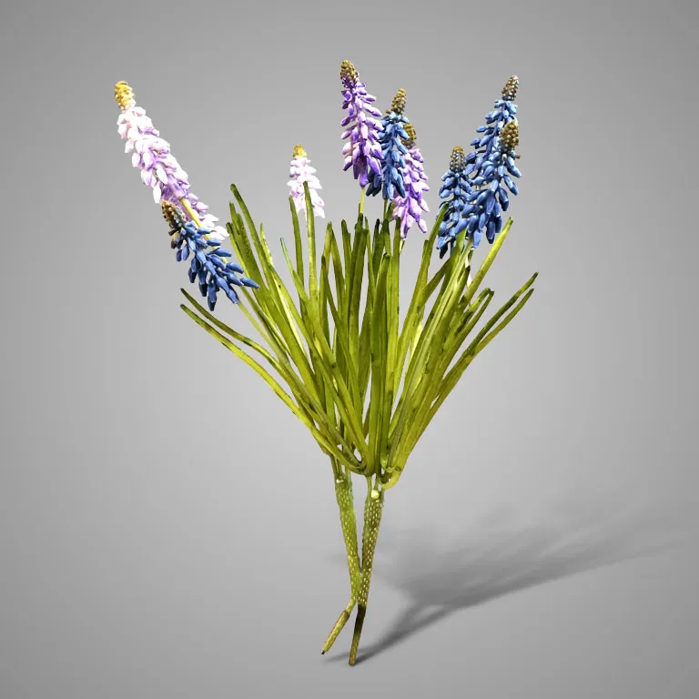 Sortment Muskari Blue/Pink 28 cm