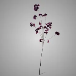 Prunus Sakura Grande Purple 130 cm