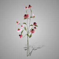 Sortment of Echinacea Grande Pink/Purple 100 cm