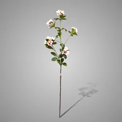 Enkianthus Pink 79 cm