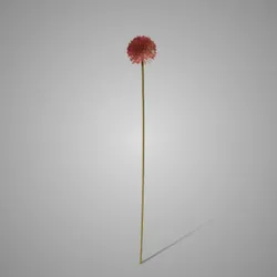 Allium Autumn Perfect Dark Pink  75 cm