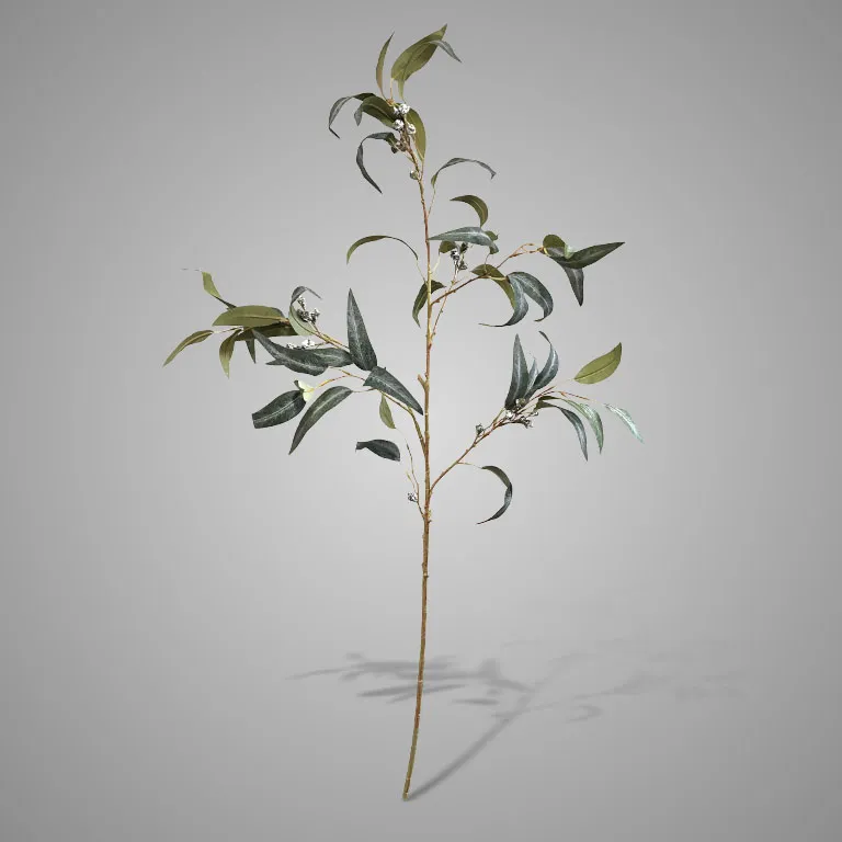 Eucalyptus Fructus 100 cm