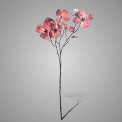 Cornus Kousa Ant. Copper 75 cm