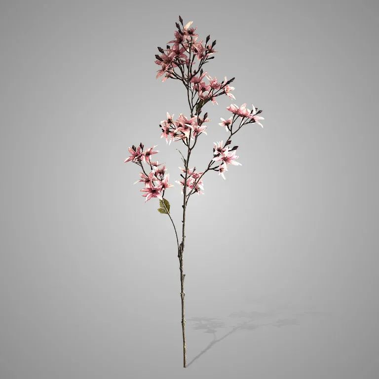 Forsythia Grande Ant. Pink 100 cm