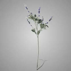 Salvia Nemerosa Blue 90 cm