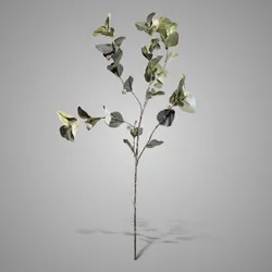 Eucalyptus Stem Grande Fructus 105 cm