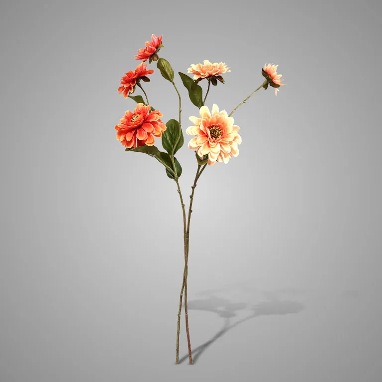 Sortment of Zinia Salmon/Orange 72 cm