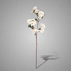 Prunus Sakura White 81 cm