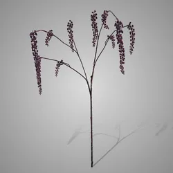 Phytolacca Aubergine 92 cm